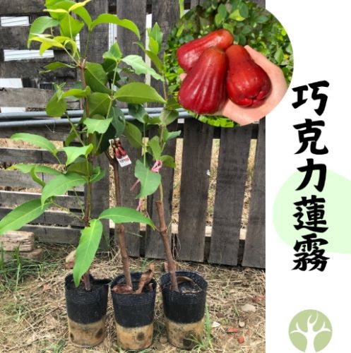 蓮霧種植技巧 蓮霧種植技巧