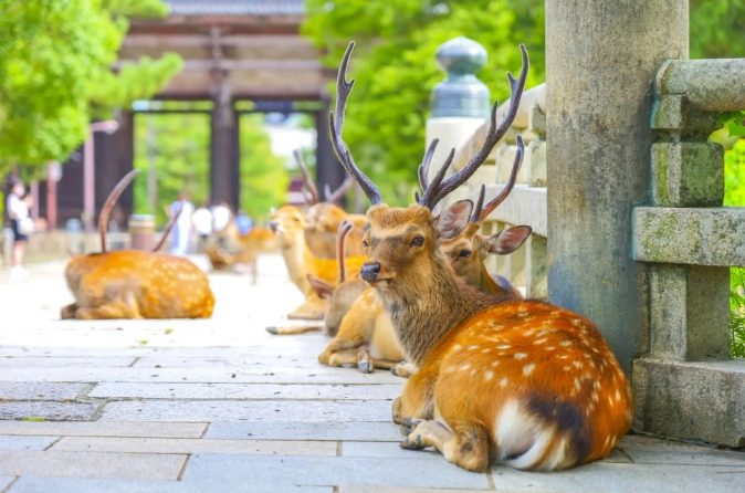 奈良鹿互動 奈良鹿互動