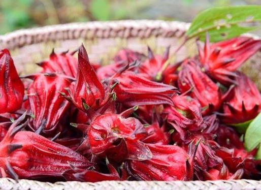 洛神花副作用 洛神花副作用