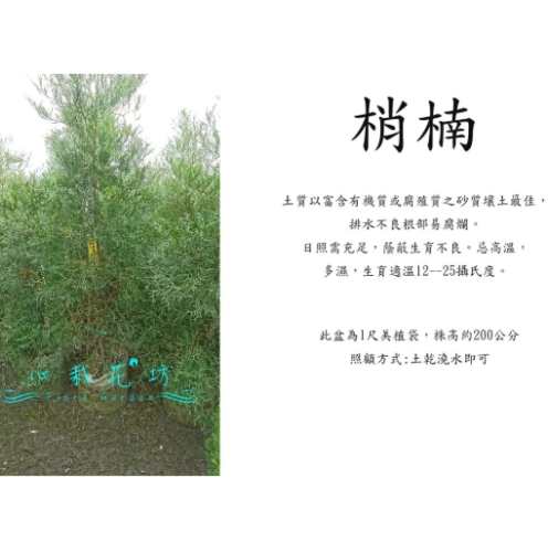 肖楠樹價值全解析：從經濟到生態的完整指南