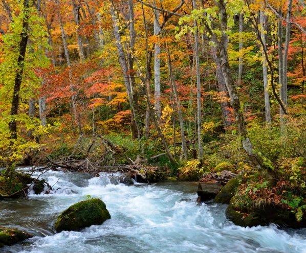 奧入瀨溪旅遊