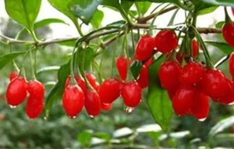 枸杞葉種植方法