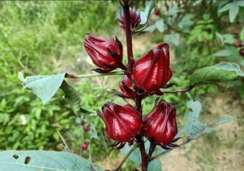洛神花醋健康益處