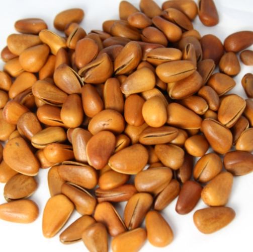 巴西松子營養 巴西松子營養