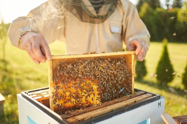 蜜蜂生態重要性