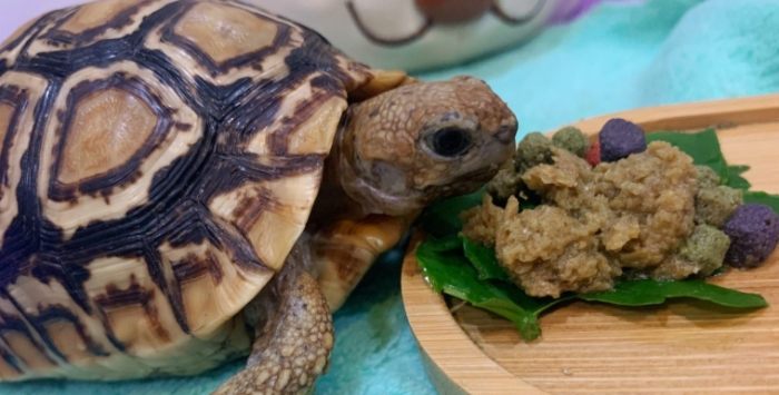 烏龜肺炎症狀 烏龜肺炎症狀