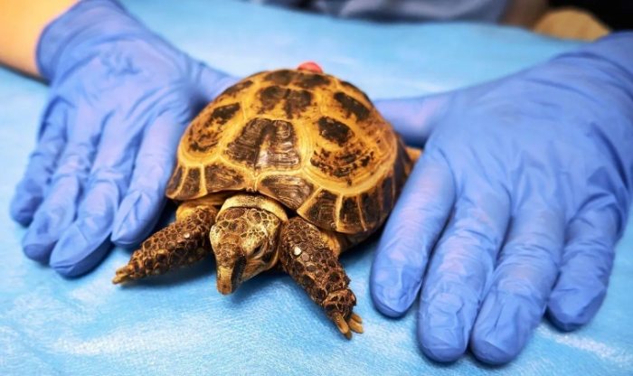 烏龜肺炎症狀 烏龜肺炎症狀