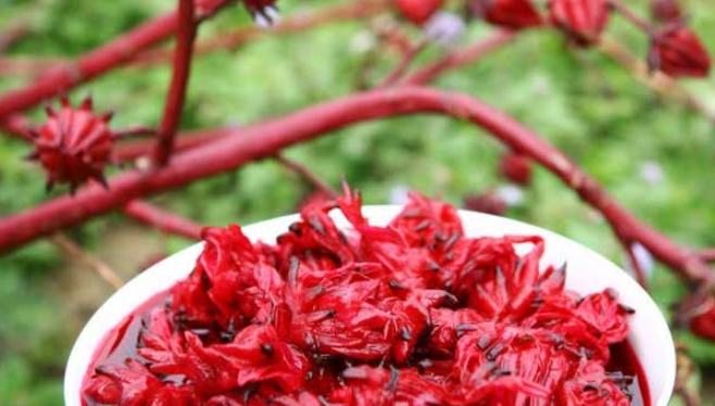 洛神花經痛 洛神花經痛