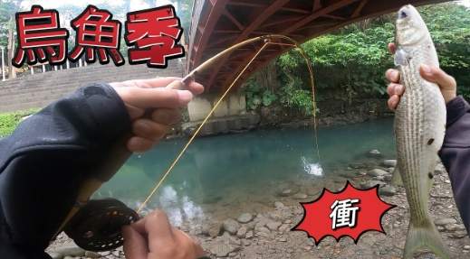 烏魚料理 烏魚料理