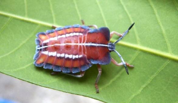 椿象種類 椿象種類