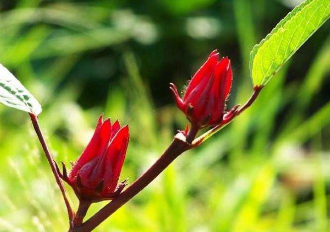 洛神花經痛 洛神花經痛