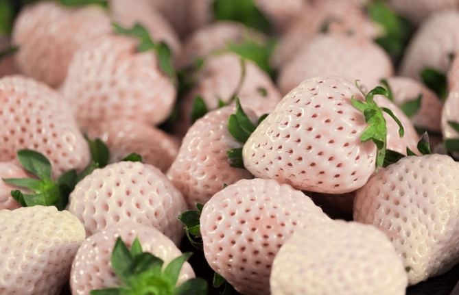 草莓顏色應用 草莓顏色應用