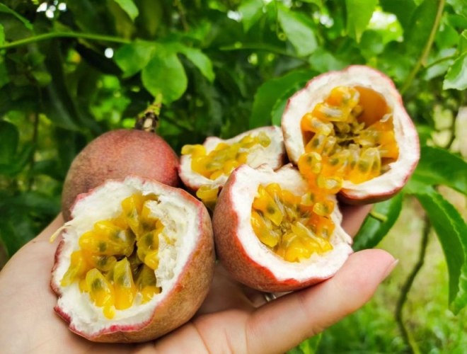 百香果營養 百香果營養