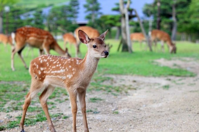 奈良鹿互動 奈良鹿互動