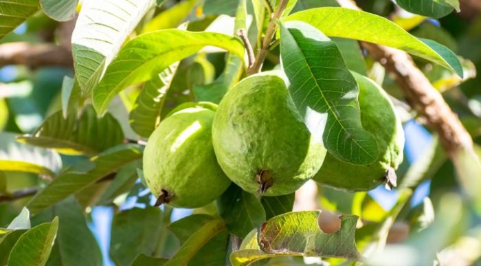 芭樂葉茶功效 芭樂葉茶功效