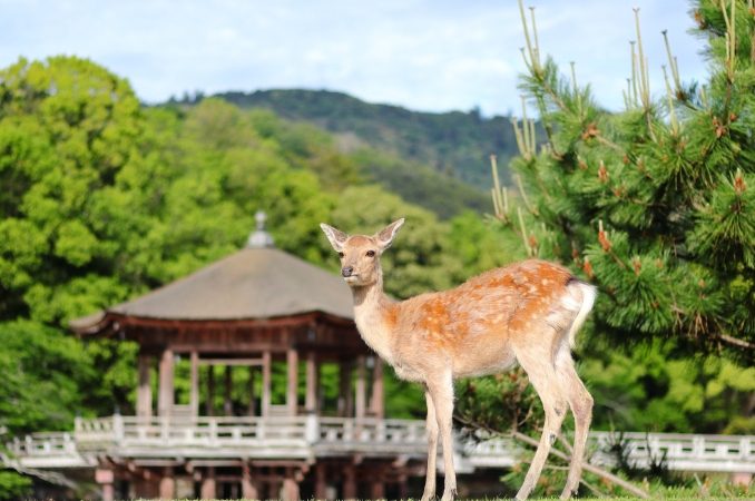 奈良公園旅遊 奈良公園旅遊
