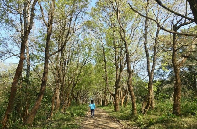 苗栗頭份步道 苗栗頭份步道