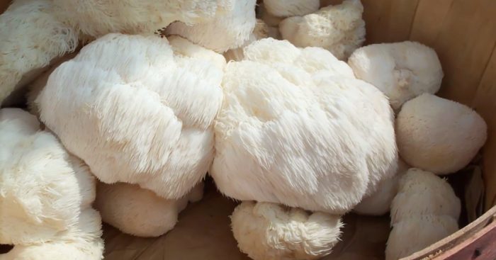 獅鬃菇怎麼吃 獅鬃菇怎麼吃