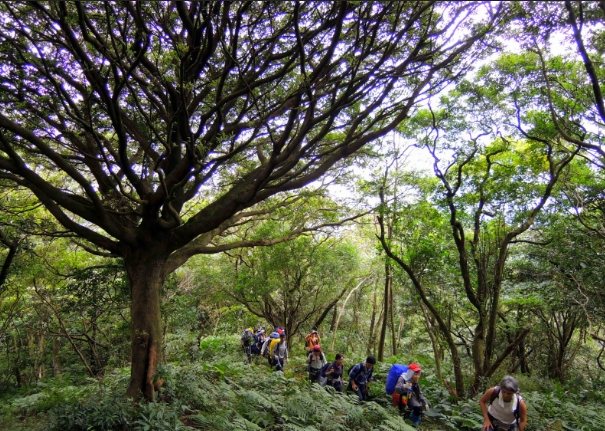 陽明山古道健行 陽明山古道健行