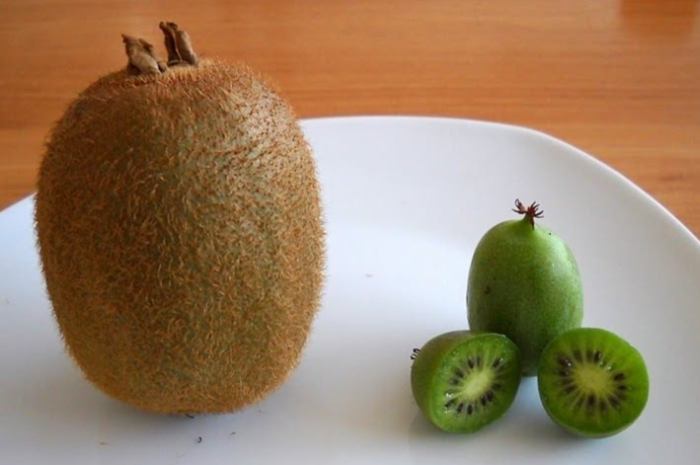 每日奇異果攝取量 每日奇異果攝取量