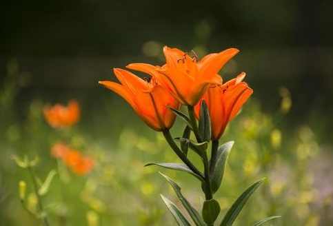 野百合食用方法 野百合食用方法