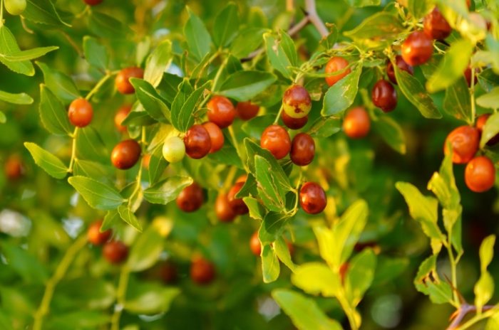 紅棗每日攝取量