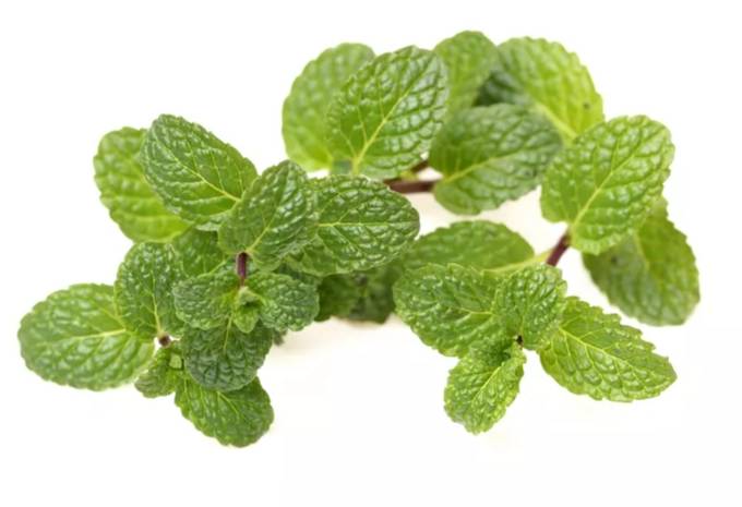 法國香蜂草用途