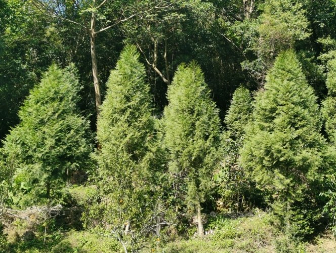 肖楠木好處 肖楠木好處