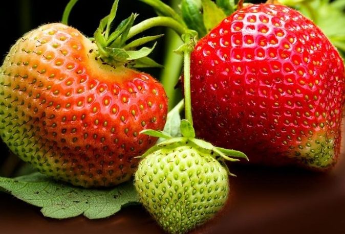 草莓顏色種類 草莓顏色種類