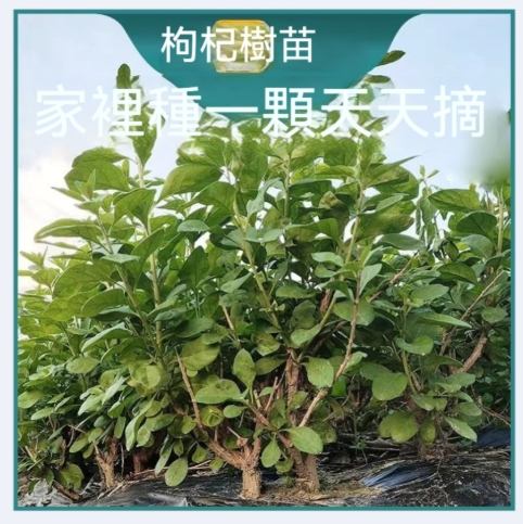 枸杞葉種植常見問題