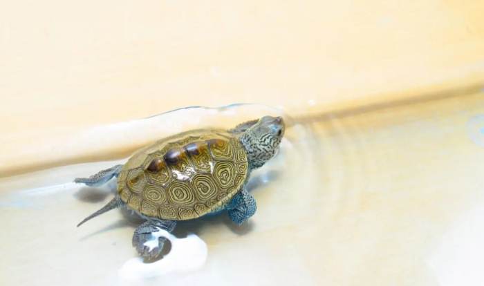 烏龜肺炎治療 烏龜肺炎治療