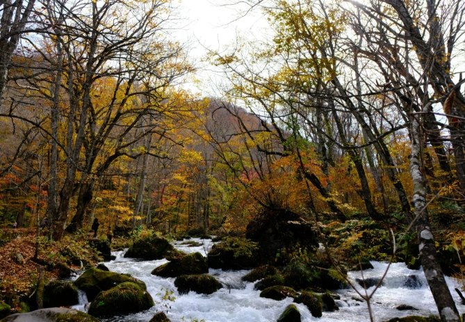 奧入瀬溪旅遊指南