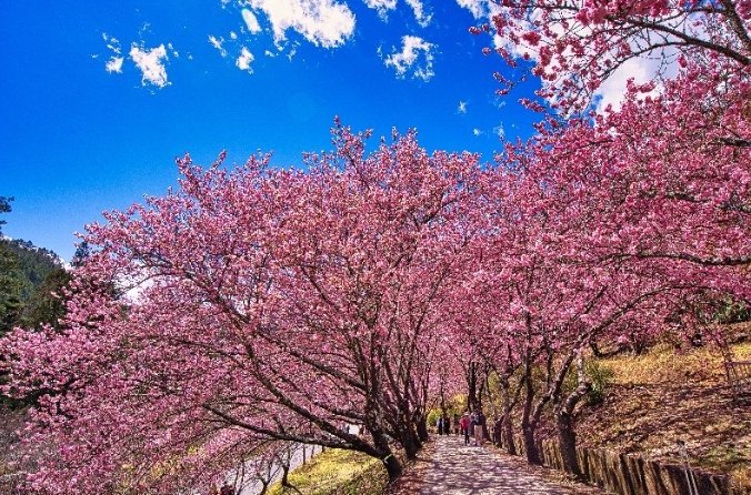 台灣賞櫻地點