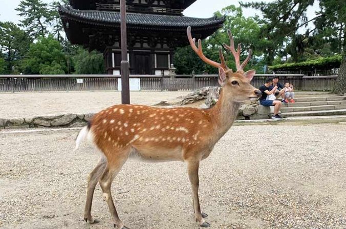 奈良鹿互動 奈良鹿互動