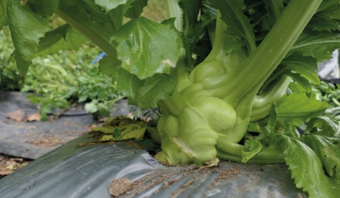 莖瘤芥兒菜營養 莖瘤芥兒菜營養