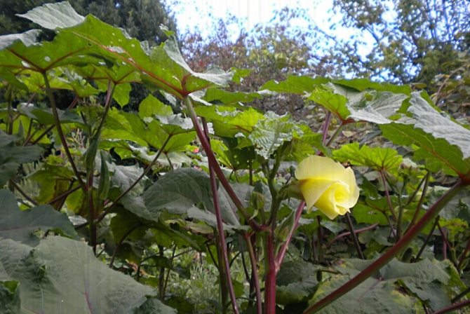 秋葵對女性的好處