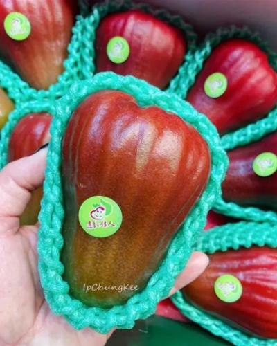 蓮霧甜度提升 蓮霧甜度提升