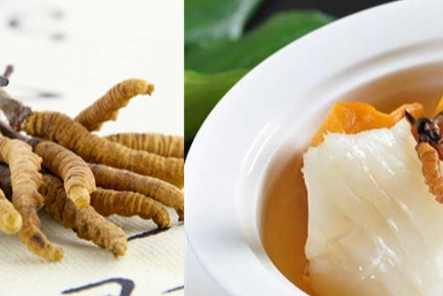 冬蟲夏草劑量建議