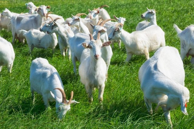 羊奶熱量 羊奶熱量