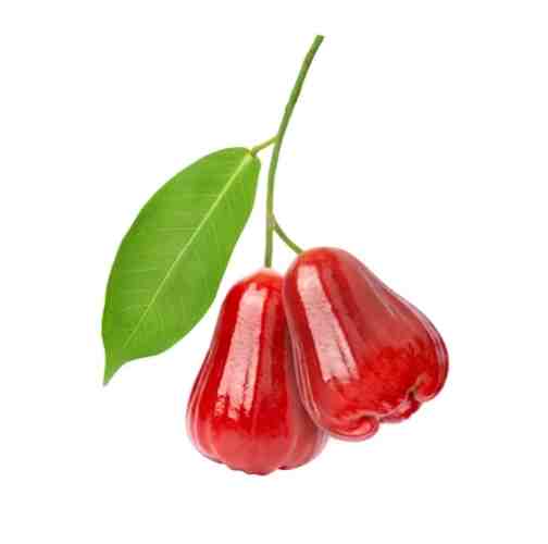 蓮霧壞處 蓮霧壞處