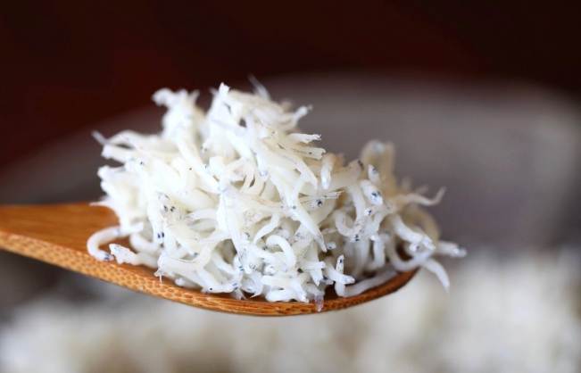 吻仔魚 魚苗 吻仔魚 魚苗