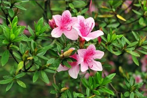 杜鵑花酸皮膚反應