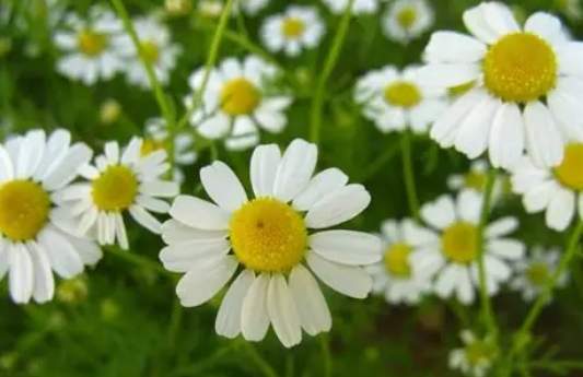 洋甘菊副作用 洋甘菊副作用