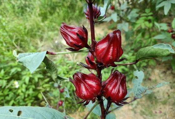 洛神花腹瀉 洛神花腹瀉