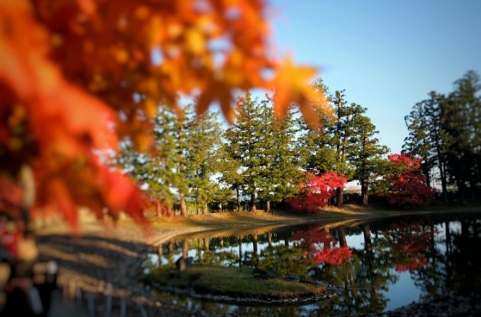 毛越寺紅葉季節 毛越寺紅葉季節
