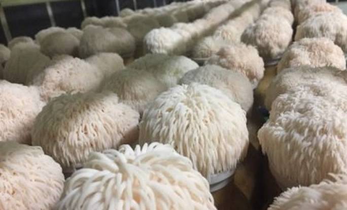 獅鬃菇怎麼吃 獅鬃菇怎麼吃