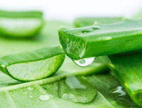 芦荟汁的功效全解析：美容排毒增强免疫力一次看懂