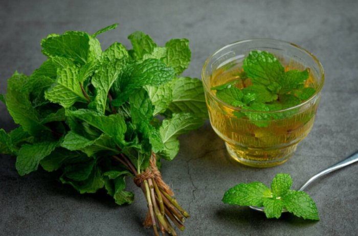 法國香蜂草种植