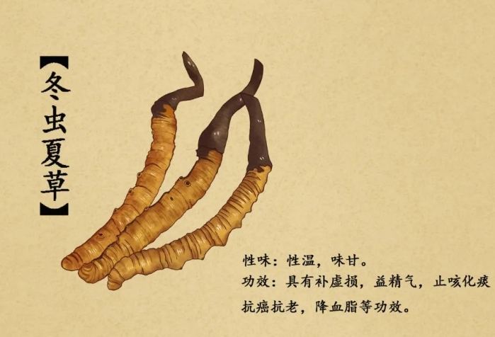 冬蟲夏草服用頻率