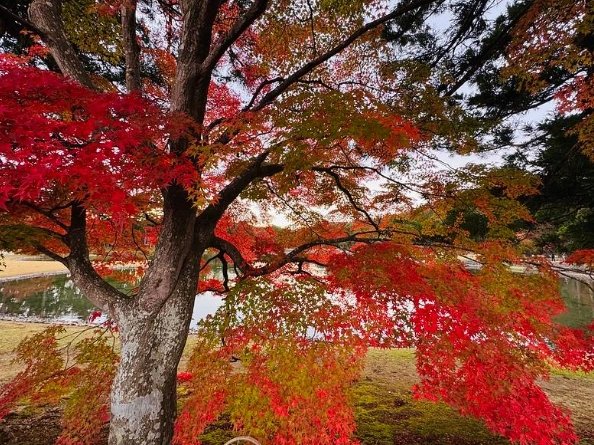 毛越寺旅遊 毛越寺旅遊